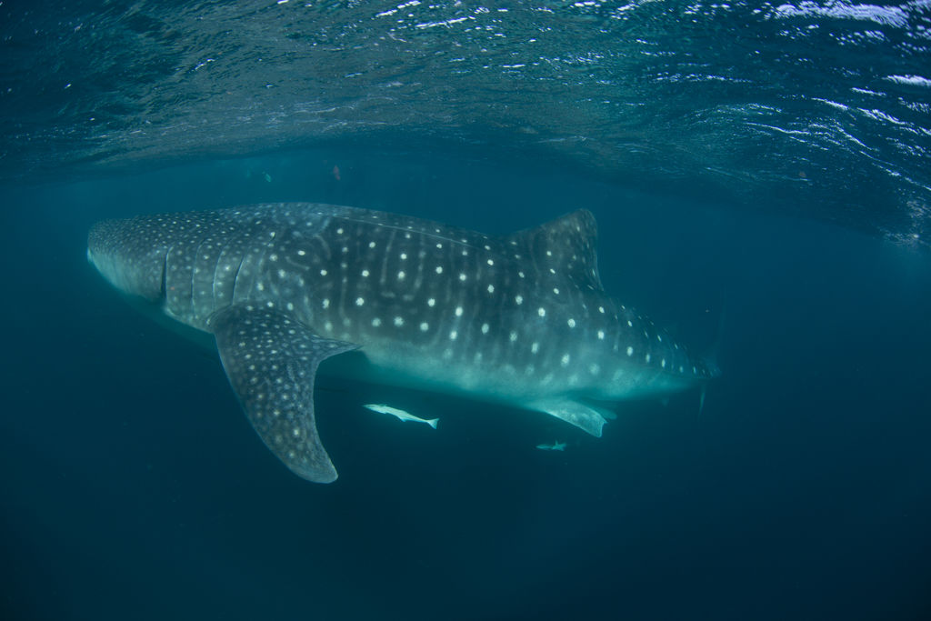 bdbb5313-5d7e-4ab5-b7ed-3a4a62ec6995