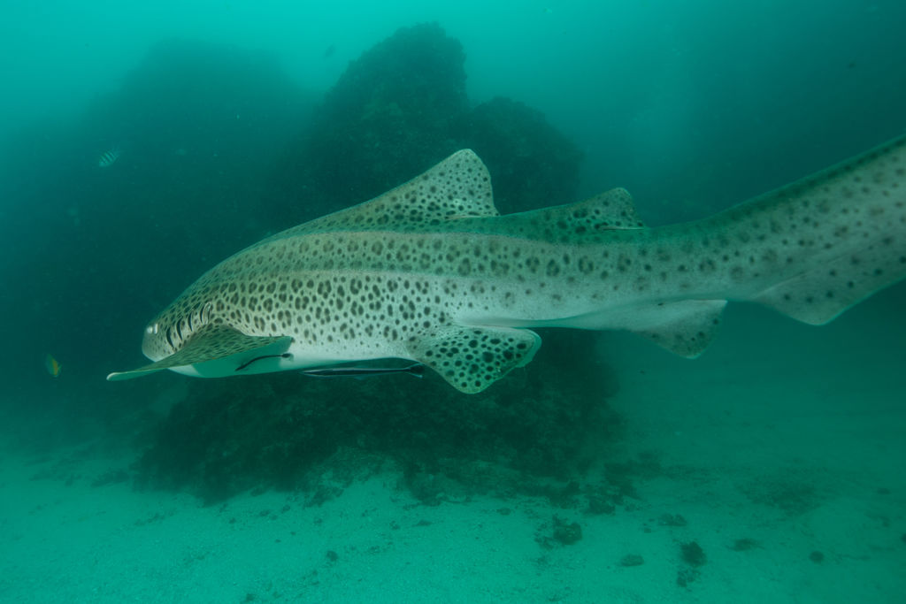 9eb2221a-709e-43d0-81b9-3ae6fc30a12d