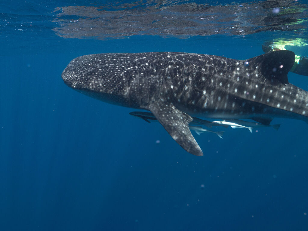 4e398a2b-d977-42aa-a2a4-98a57c60df50