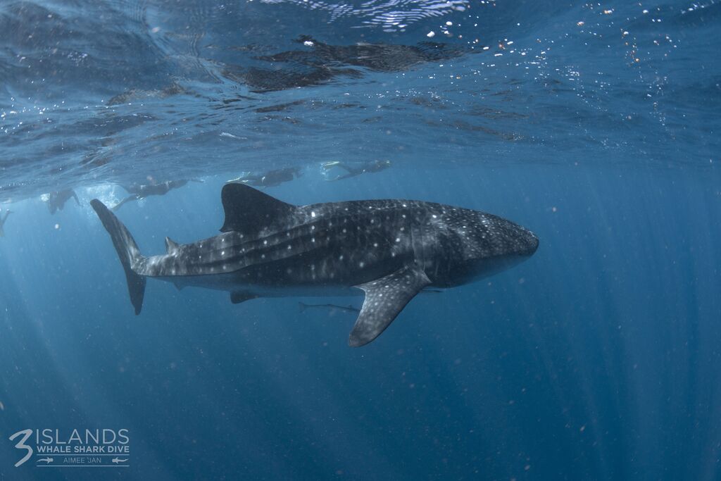 5949dd43-5c10-45c9-8df6-d81d4685759f