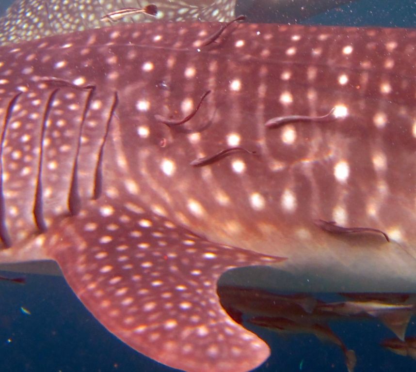 9377d493-5e42-4756-a96b-fdddda6da532