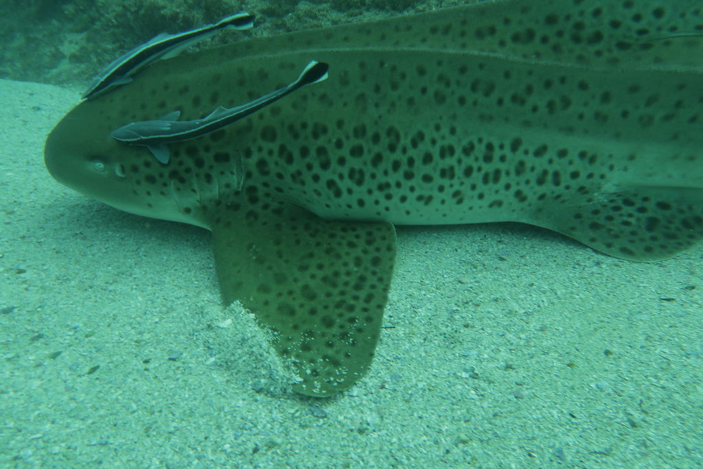 ac914855-ae91-45df-853f-445aab29d1df