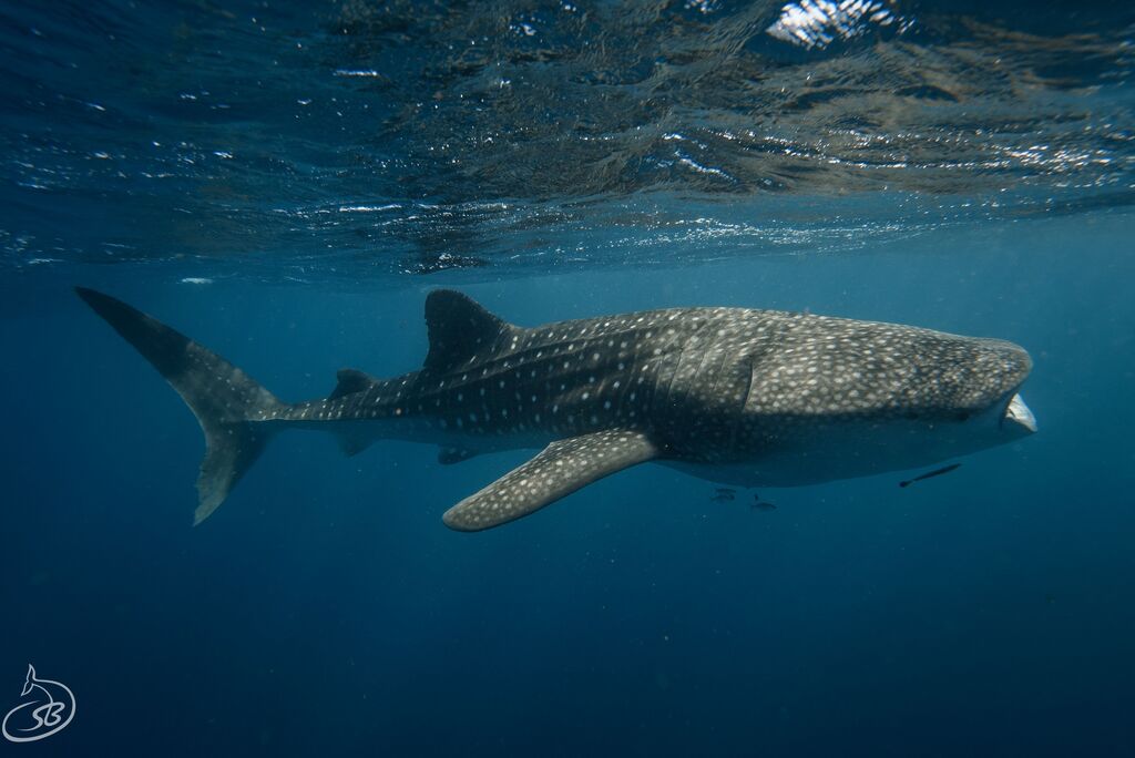 f40101dc-72c0-4c3f-8476-259a137f4e2c