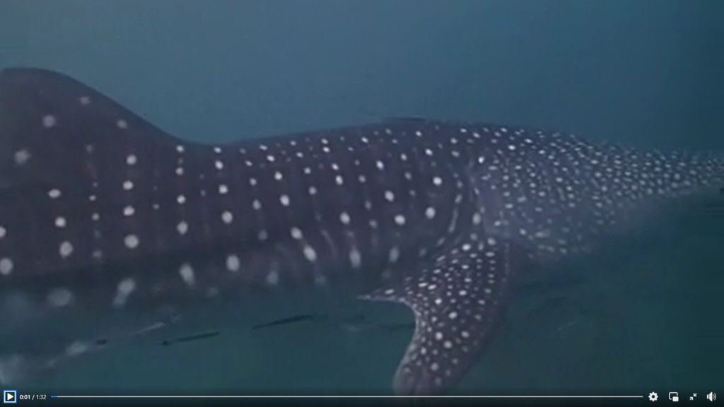 8b303ff4-5306-4d9a-8075-7aadaa262f7e