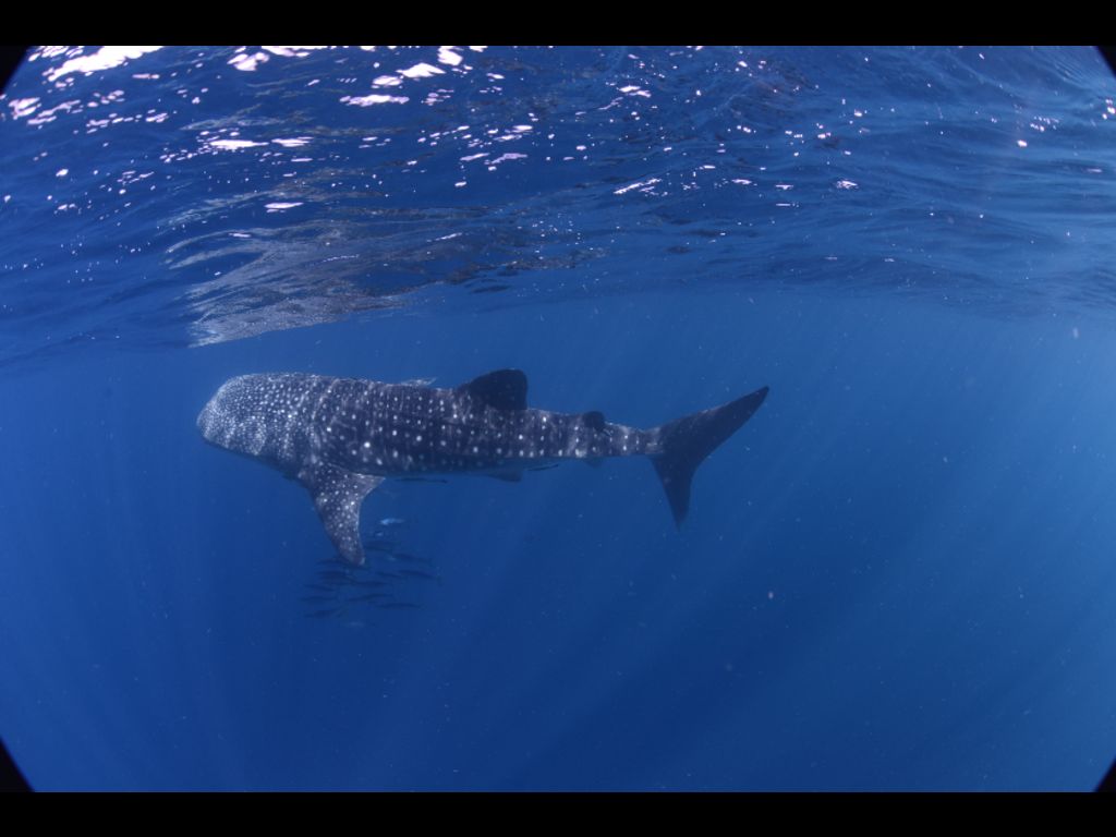 7a3aa9ee-2195-4ac6-82f7-86563795be79