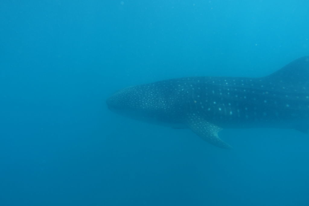 2ae195fd-51cd-44a9-b9af-f5e87bd9d0b0