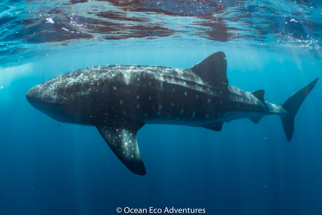 46fe5d29-4cd2-4bab-9df4-e3c1af4da1f0