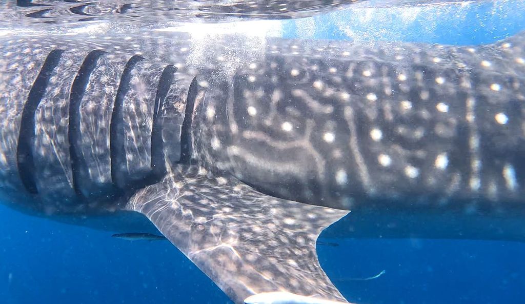 b69aab31-2a48-4dda-a49c-14f0691b3186