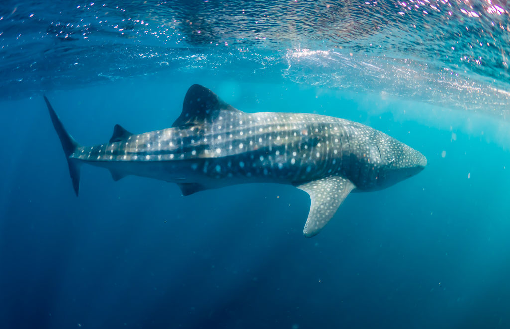 71f0aa7b-15ab-4d95-855f-8b1cb74d911e