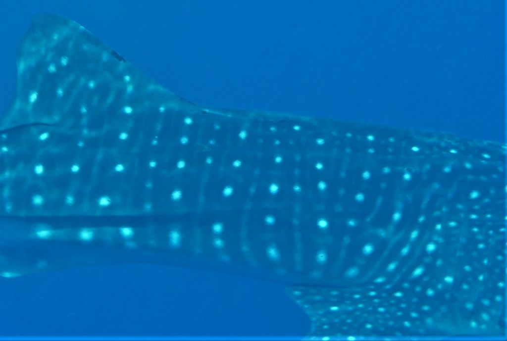 28cfc7db-ac60-4730-9dc4-b9256316b042