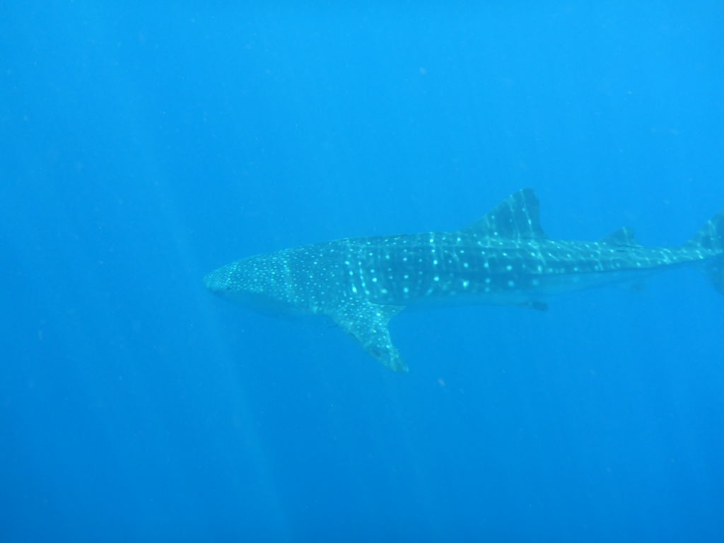 28cfc7db-ac60-4730-9dc4-b9256316b042