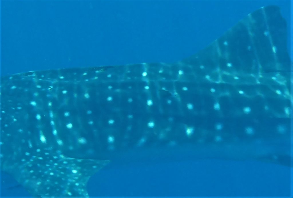 28cfc7db-ac60-4730-9dc4-b9256316b042