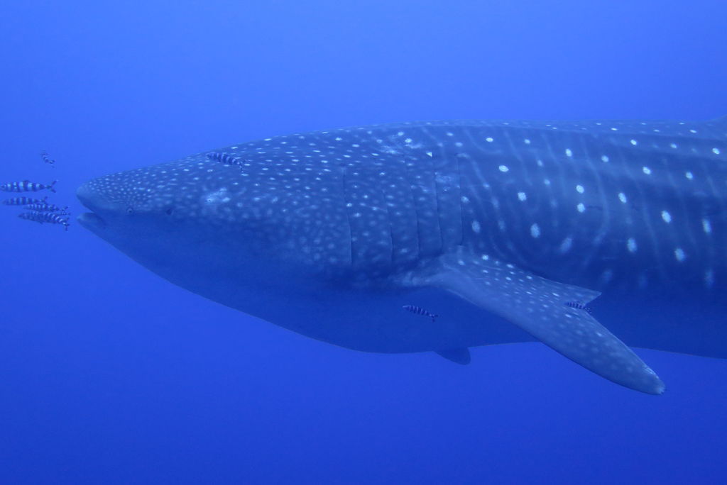 d8189ced-9076-4db8-b538-be7bda47ee34