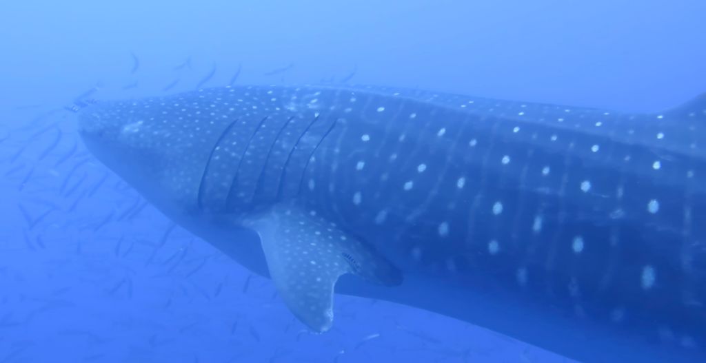 d8189ced-9076-4db8-b538-be7bda47ee34