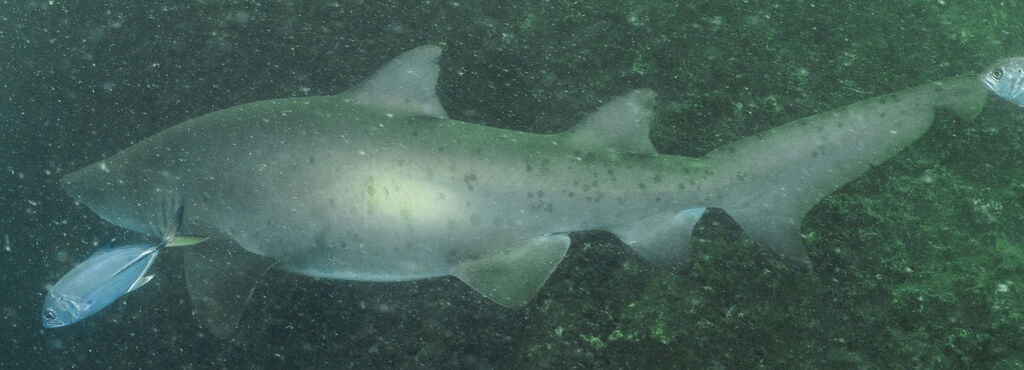 61c481bd-e1e8-4196-a746-97a6f283a676