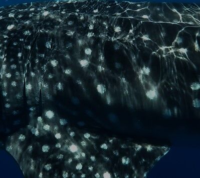 c8a3fd7f-d10c-49e3-9bbb-d43cd79e168d