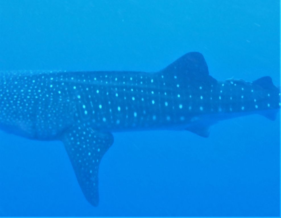 a0c8379b-2c0d-432b-9ed2-8dfd4f21598d