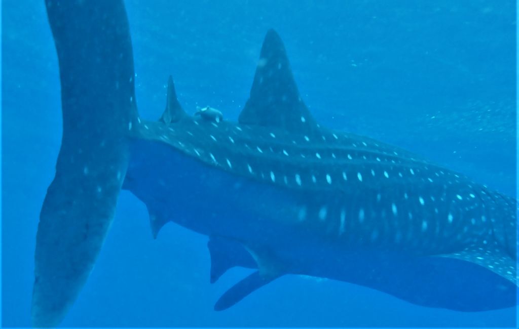 a0c8379b-2c0d-432b-9ed2-8dfd4f21598d