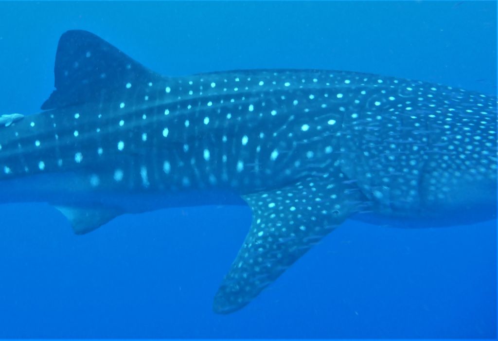 a0c8379b-2c0d-432b-9ed2-8dfd4f21598d