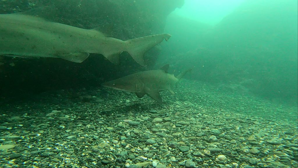 f68205d5-8fba-4f1d-aef7-69198a2181c6