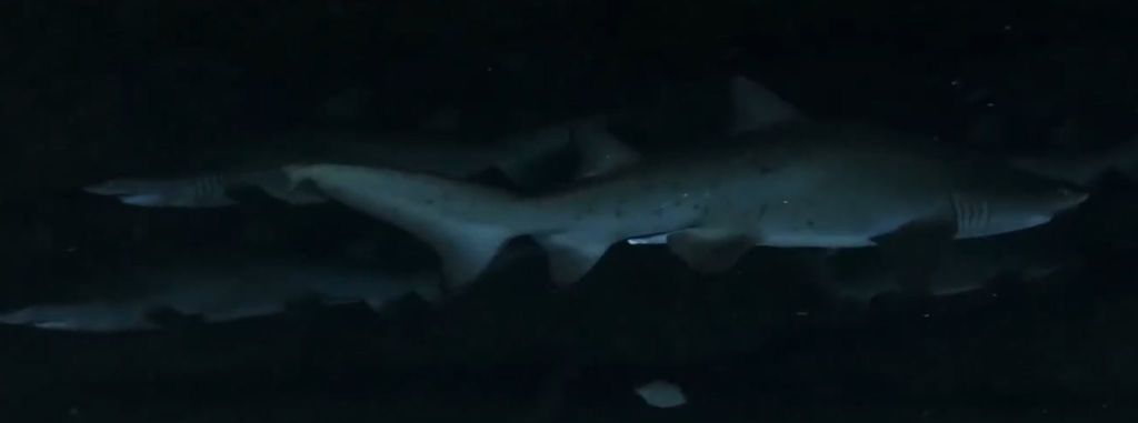 77d1967a-d110-456b-b170-c6942e2a9551