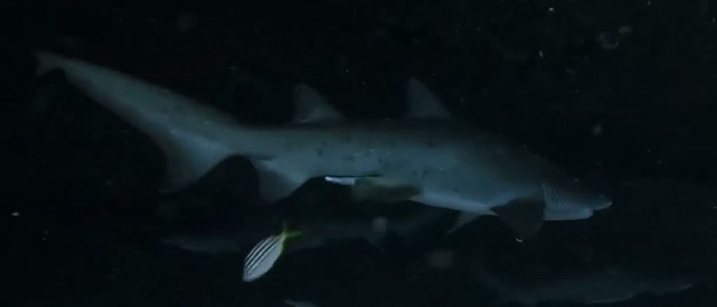 77d1967a-d110-456b-b170-c6942e2a9551