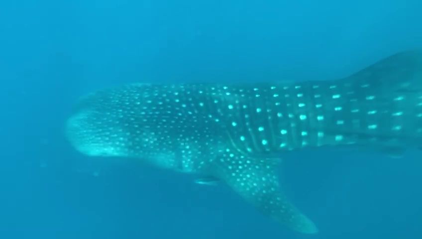 f5203086-057b-47ea-ae82-14bd47f78eaf