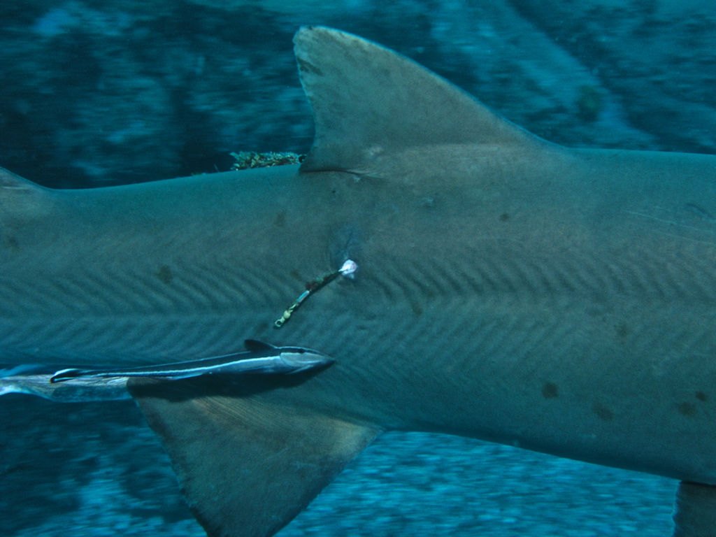 45cc2163-6102-480d-aee2-eb5da84975b0