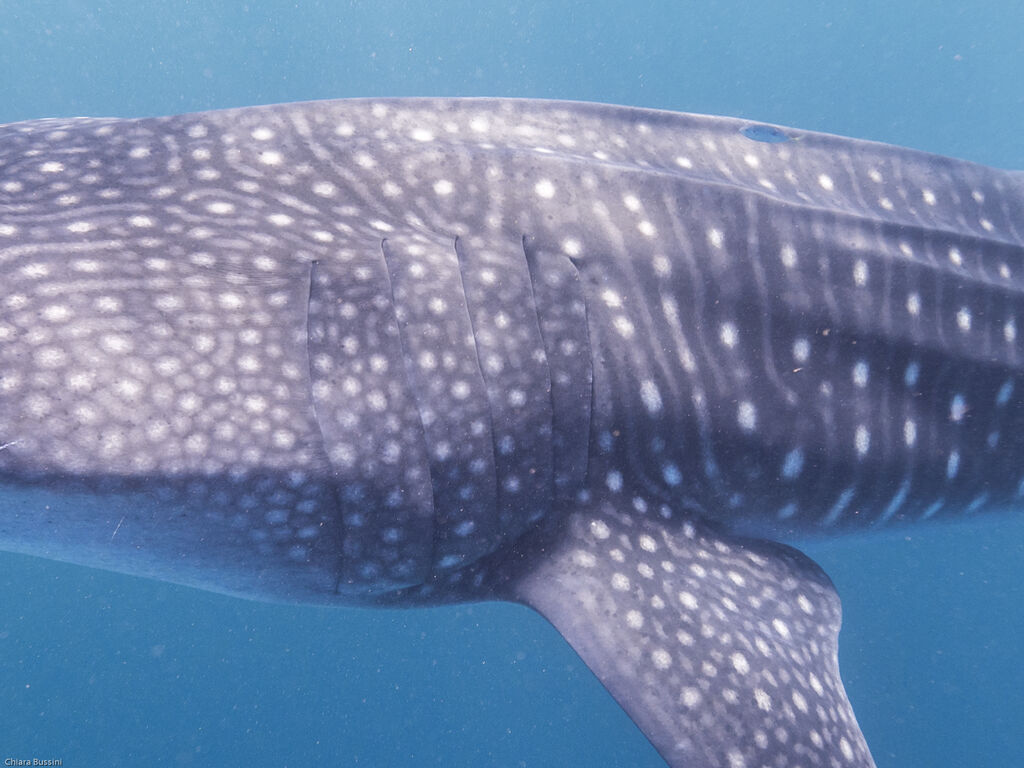 10e143a2-deb0-4a77-bce0-0413b0894b51