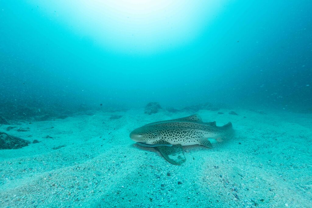 e42ffd1f-b25f-4f48-9209-b5b5a3ef7f56