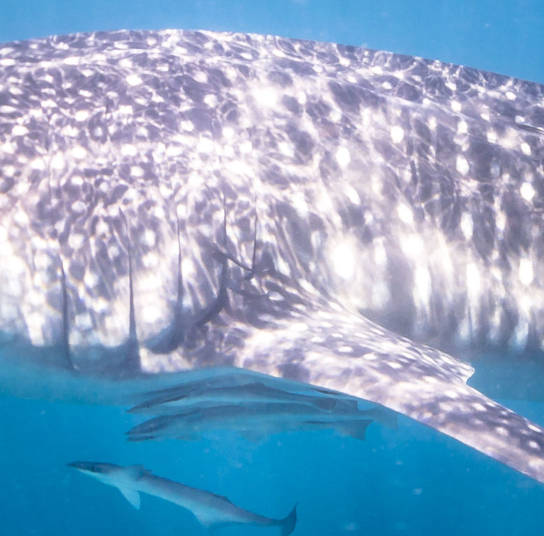 1093d8a7-5d2b-4528-852a-bed58c25c0aa