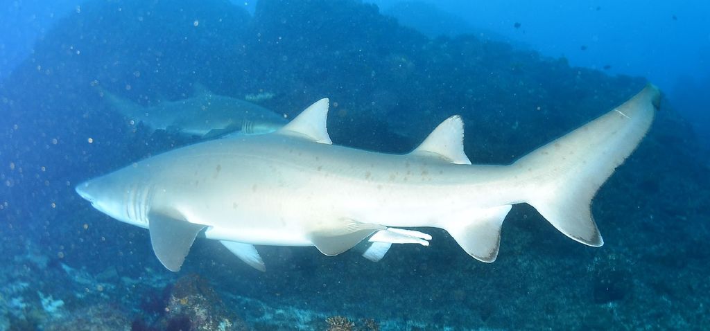 9e1709ea-16ff-4916-86a3-374ad6a98bde