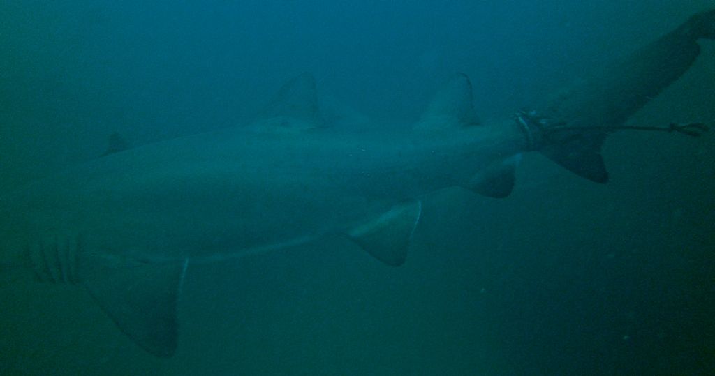 b1e31205-3da7-4787-8214-f25f9a7a28da