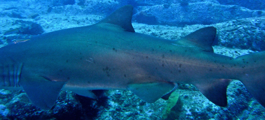 25d1de63-250e-4974-8636-8fd4fc765761