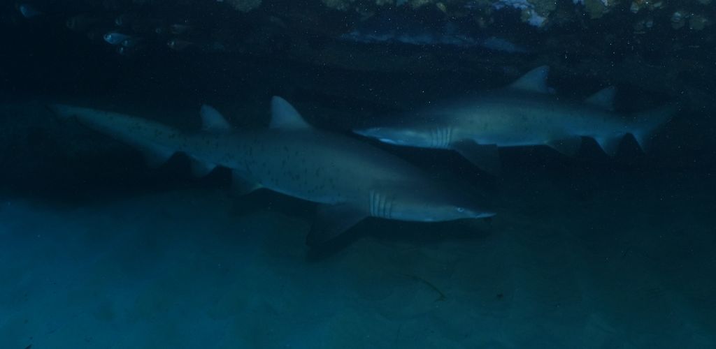 485e2cc0-5e79-43fb-9826-48d2b68c34ed