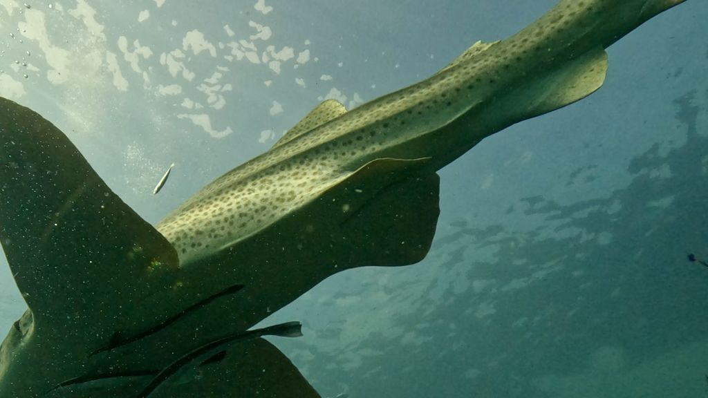 afbe0f0b-5989-4e1c-afa7-4199206f28fa