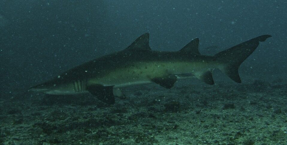 e99e226b-1c4f-4ed0-9761-b7c7152bf463