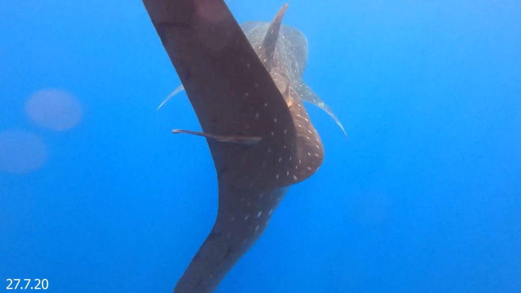 e17354bc-b245-42a2-a567-74f77263f255