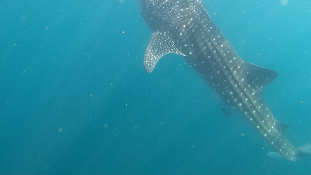 5586ac6d-4946-4f14-8f5a-9e08c20acf65