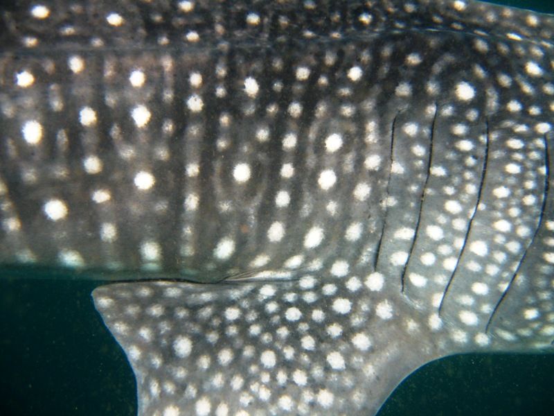 ab29edcf-f75a-4a85-b2a7-f868fa807011