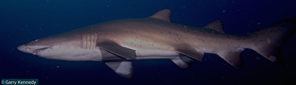 abcb04d1-5464-4e92-b0a2-51e2210a1faa