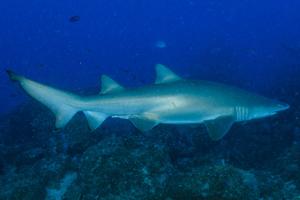 0c844c65-05c8-4ede-a485-0d3ef0787908