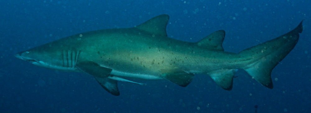 dc1c859f-a268-43c3-8467-6e0ad6b824a3