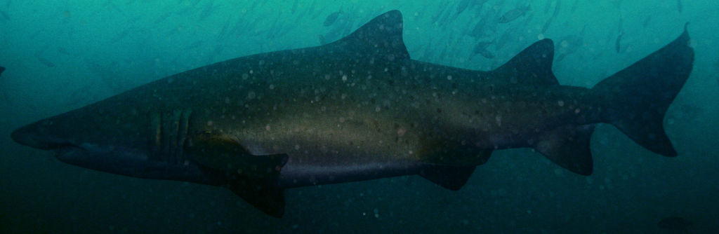 0c67b787-73e2-4b03-8081-8c1532f26825