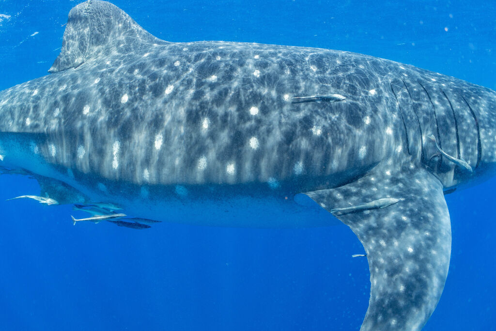 86e7e6b6-229f-4693-bd7d-b84b95b3c2cf