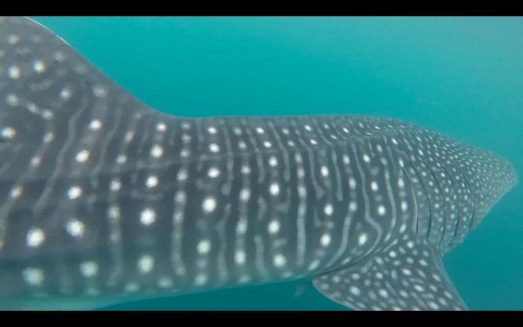 f727d270-26de-4343-bb2e-1c0015b27456