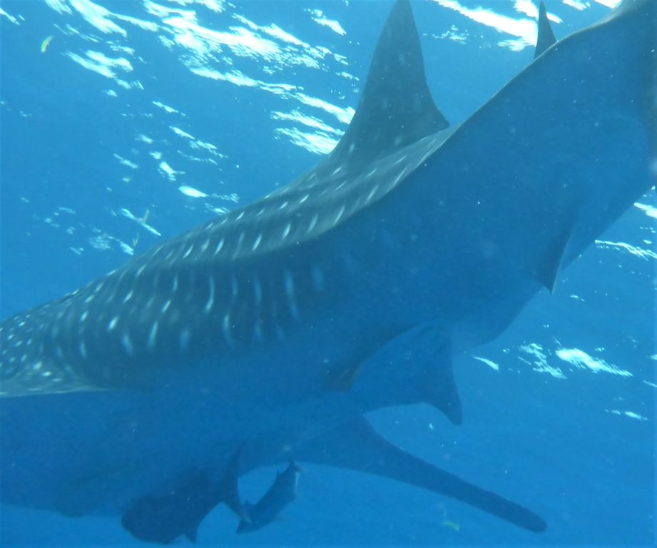 91ea6c66-fa61-42ea-917f-b435dd559ae6