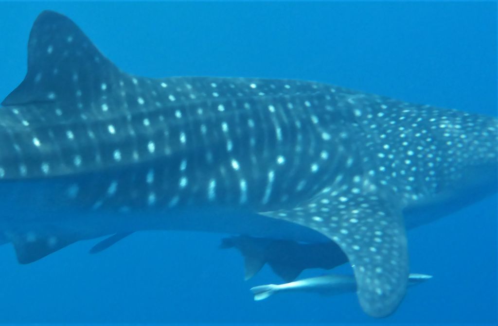 91ea6c66-fa61-42ea-917f-b435dd559ae6