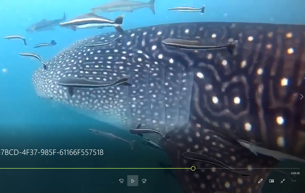 803768a3-2b52-4561-8bcf-6fcc43af6770