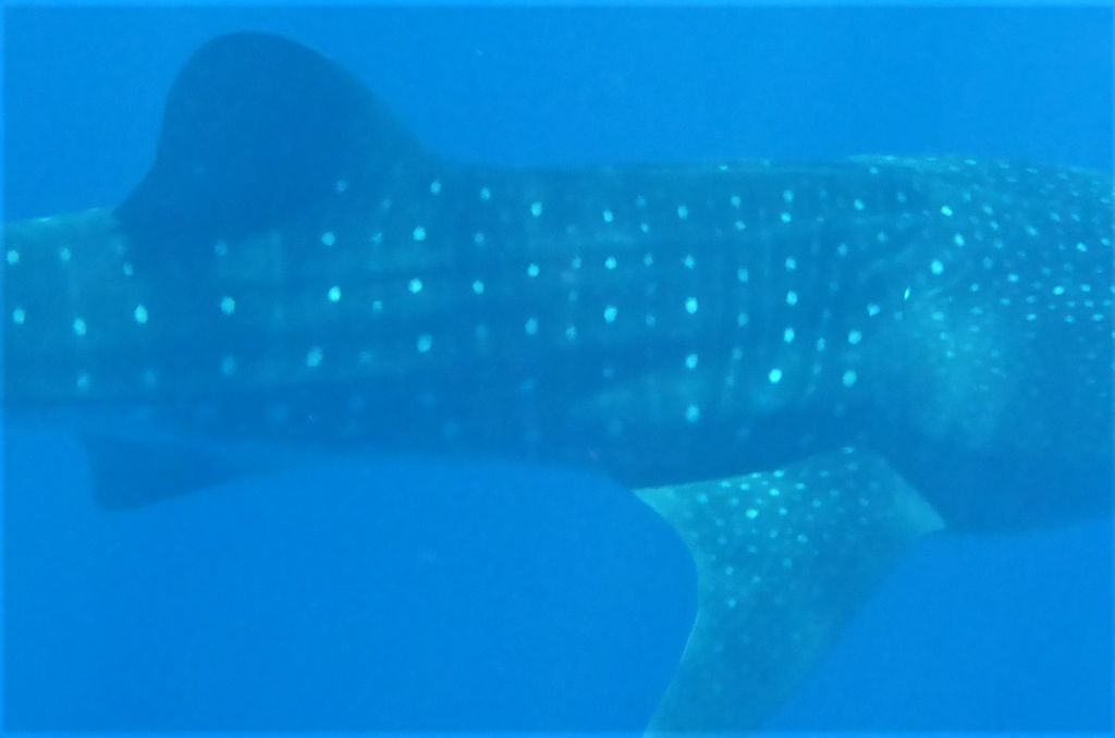 ce51d62e-cb05-4298-9835-e1511491254b